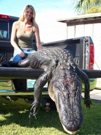 Big Florida Alligator Killed by Girl Hunter