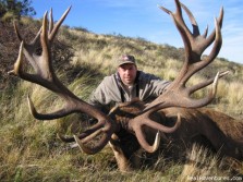 Big New Zealand Red Stag
