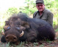 Biggest Warthog
