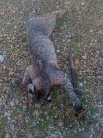 Bobcat caught by a trap