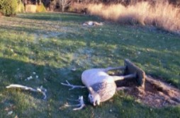 Brain Dead Buck fights Lawn Statue