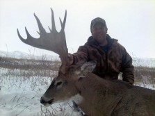Buck With Heavily Palmated Rack