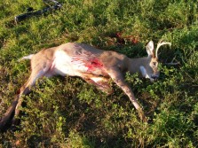 busted up tight 10 point