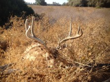 Cali buck found dead