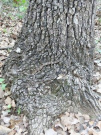 Can you see the copperhead