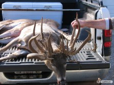 Awesome Buck