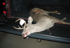 Coues Whitetail