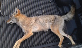 Coyote During Gobbler Season