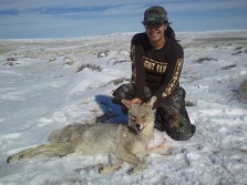 Coyote hunt
