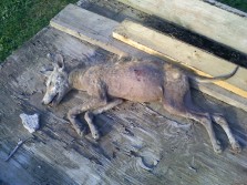 Coyote Kill