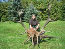 Croatian Red Stag
