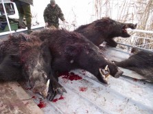 Danube Boar Hunting. Romania’s Best Kept Secret