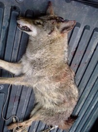 Dead coyote!!!