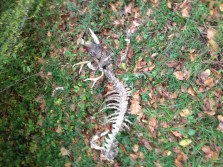 Deer carcuse I found while bow hunting