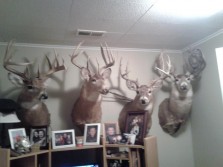 deer from the past 4 years
