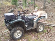 Deer On An ATV
