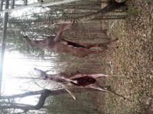 Deer Season 2012