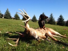 Deer Tracking Hounds Do the Job