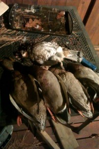 some ducks and a grouse