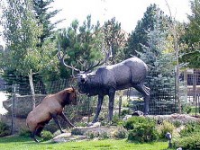 Elk sparing with statue