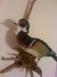 First Duck: Woody Drake Mounted
