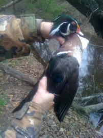 First Duck: Woody Drake