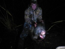 First hog hunt with dogs