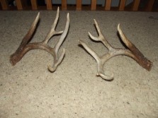 friends sheds he found in 2011