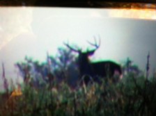 Giant wide buck