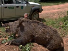 Giant Wild Boar Shot in Conroe, Texas