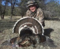 Gould's Gobbler From Southern Arizona