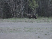 They say there are no grizzly's left in bc.