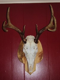 Home brew Euro mount of the 8pt