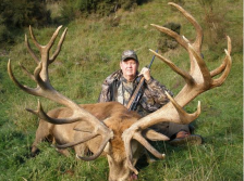 How about this big red stag?