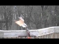 How to remove squirrels from your deck the redneck way