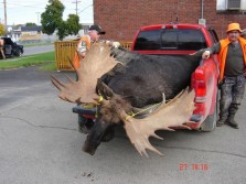 Huge Quebec Bull Moose