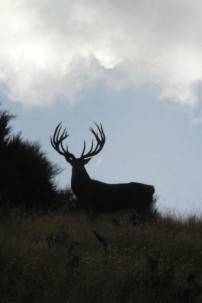 Huge Red Stag