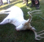 Hunter Shoots an Albino Deer and Angers Locals