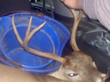 another pic of 5 point