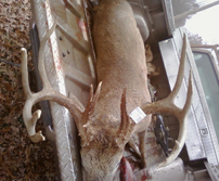 Last years shotgun buck I killed.