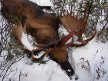 late season november moose hunt in alberta mountain zone, november 16, 2007