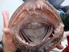 Ling Cod Mouth