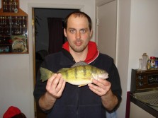 Master Angler Perch 13 inches