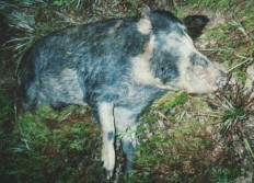 Middle Georgia boar hog.