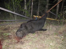 Monster Black Bear Topples Bear Pole