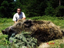 Monstrous Eurasian Boar