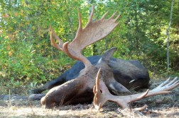 Moose-Archery