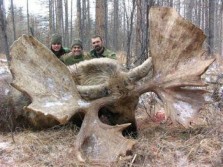 Moose Hunting in Quebec Canada: Double Rack