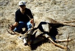 Muleys at the Ranch