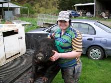 120lb boar New Zealand
